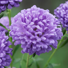 China Aster Seeds - Baby Blue
