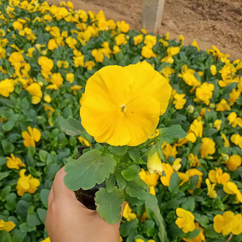 Pansy Seeds - Yellow With Black