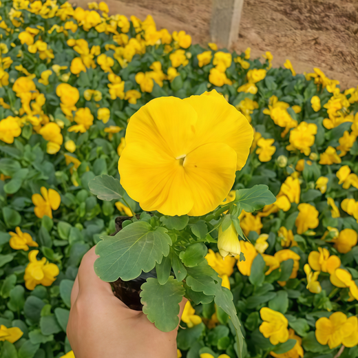 Pansy Seeds - Yellow With Black