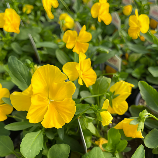 Yellow Viola Seeds