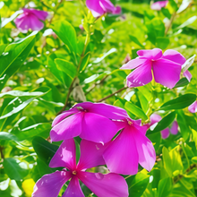 Vinca Seeds - Pink