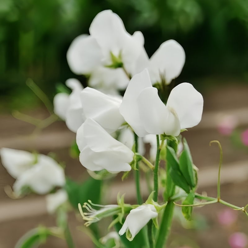 White Sweet Pea Seeds