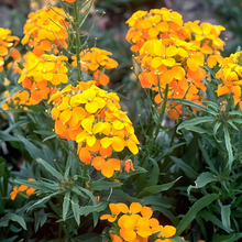 Siberian Wallflower Seeds - Yellow