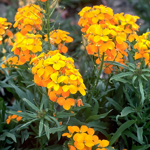 Siberian Wallflower Seeds - Yellow
