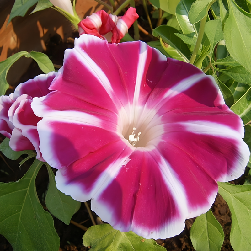 Red White Morning Glory Seeds