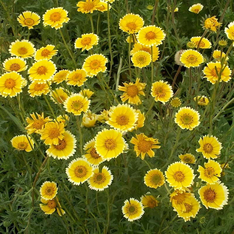 Tidy Tips Seeds