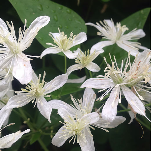 Chinese Clematis Seeds
