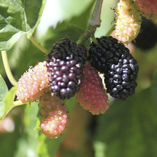 Mulberry Tree Seeds