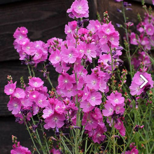 Climbing Snapdragon Seeds - Purplish Red