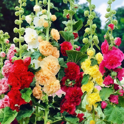 Hollyhock Mix Seeds
