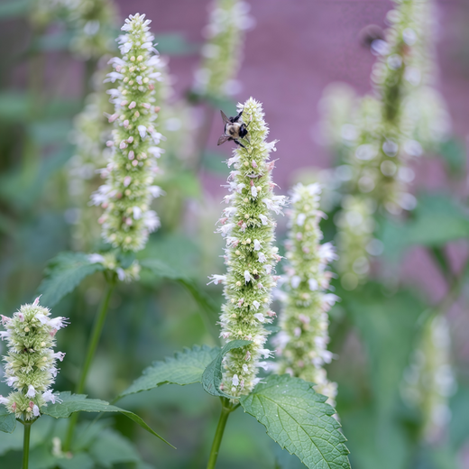 White Korean Mint Seeds