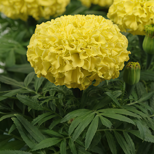 Cream African Marigold Seeds