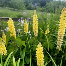 Lupine Seeds - Yellow
