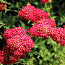 Yarrow Seeds - Red