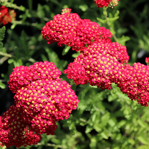 Yarrow Seeds - Red