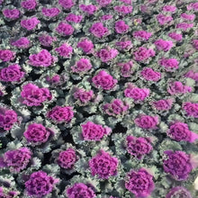 Ornamental Kale Seeds - Red Flat Leaf