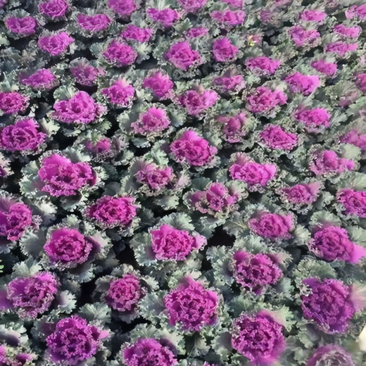 Ornamental Kale Seeds - Red Flat Leaf