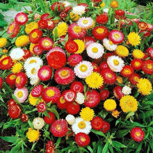 Strawflower Seeds - Mix