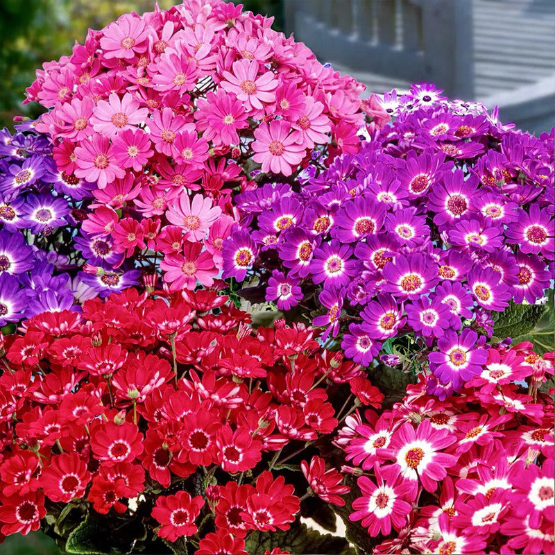 Pericallis Hybrida Seeds - Mix