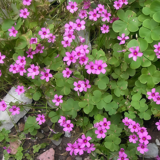 Oxalis Seeds - Red
