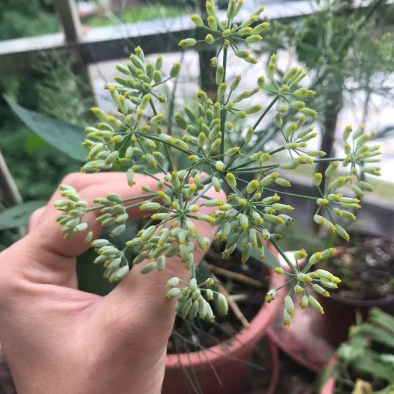 Chinese Thorowax Seeds