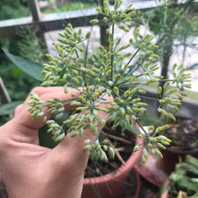 Chinese Thorowax Seeds