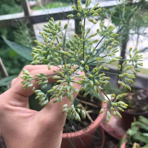 Chinese Thorowax Seeds