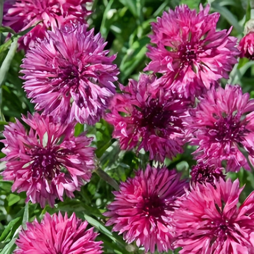 Cornflower Seeds - Red