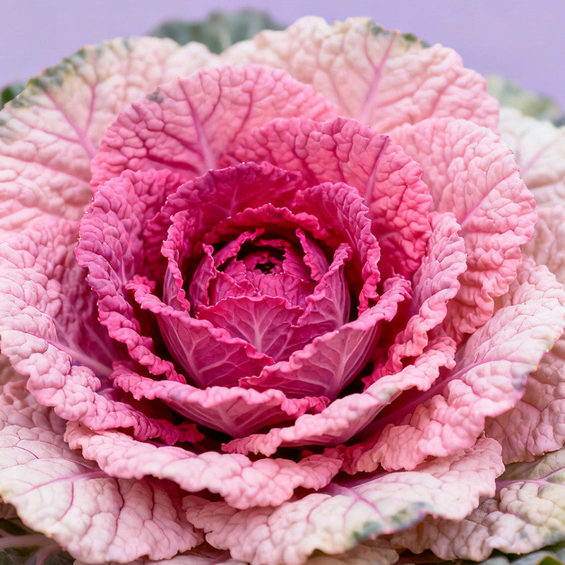Ornamental Kale Seeds - Mix