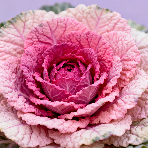 Ornamental Kale Seeds - Mix