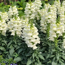 Snapdragon Seeds - White