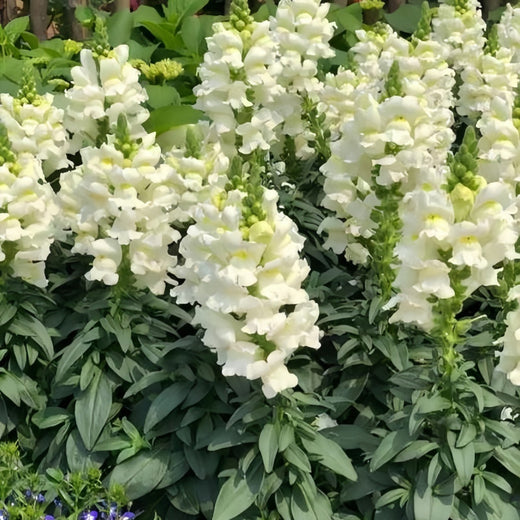 Snapdragon Seeds - White