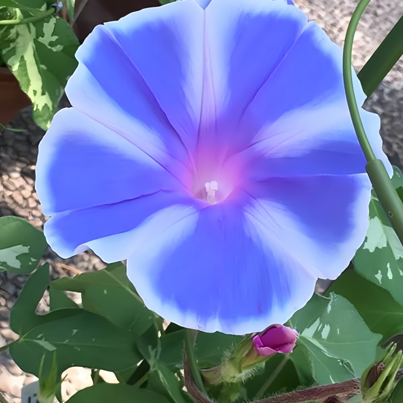 Blue White Morning Glory Seeds