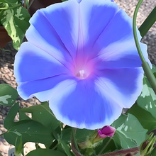 Blue White Morning Glory Seeds