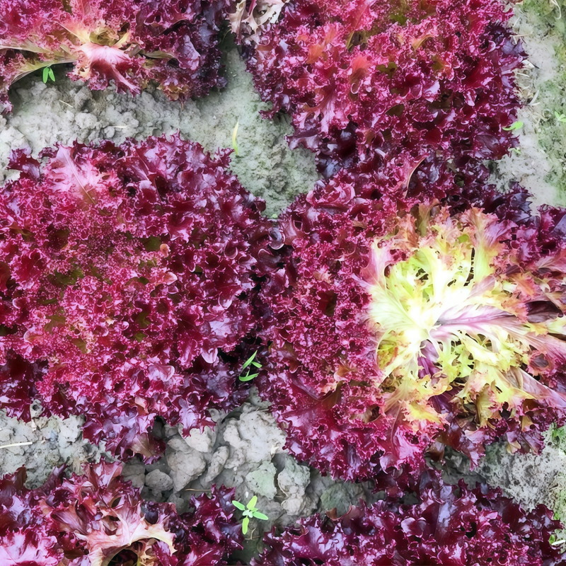 Lettuce Seeds - Red