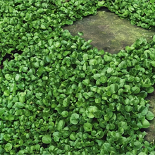 Dichondra Seeds