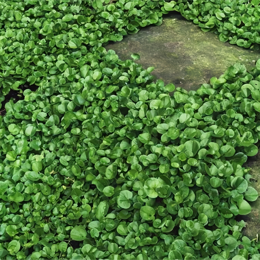 Dichondra Seeds