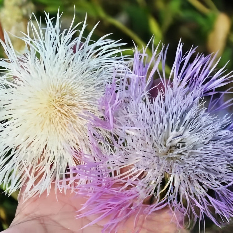 Cornflower Seeds - Mix