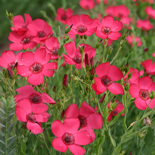 Flax Seeds - Red