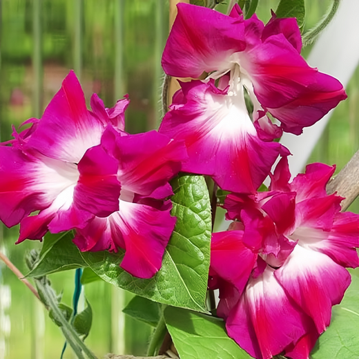 Red Morning Glory Seeds