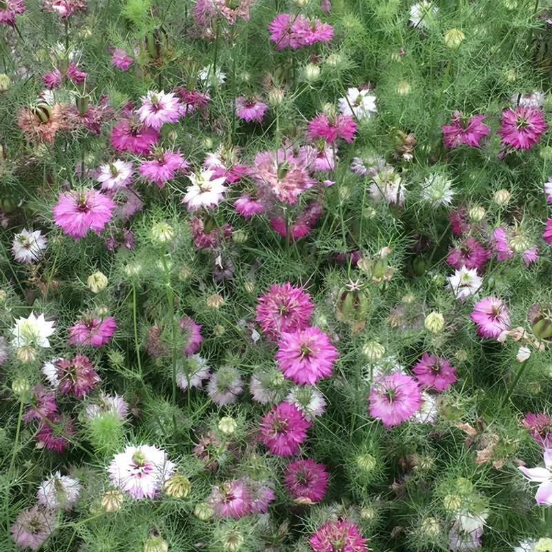 Mix Love in Seeds