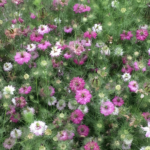 Mix Love in Seeds
