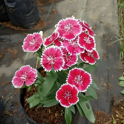 Mix Dianthus Seeds
