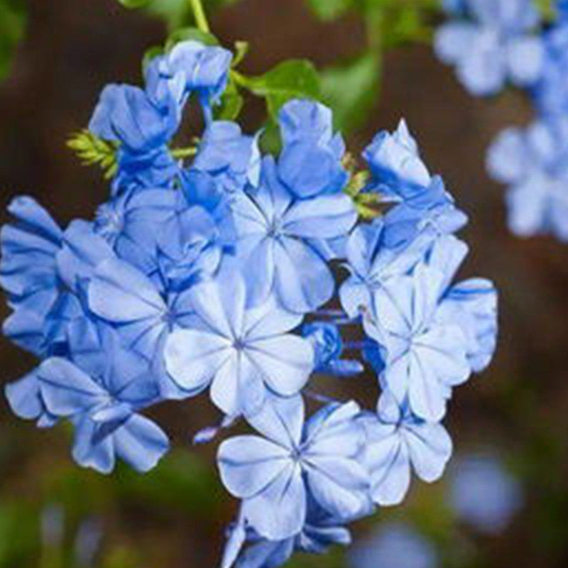 Blue Marguerite Seeds - Bright Blue
