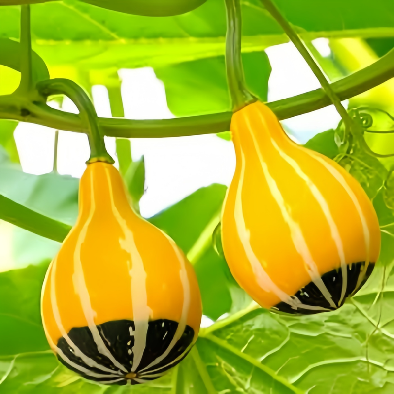 Pear Shaped Squash Seeds