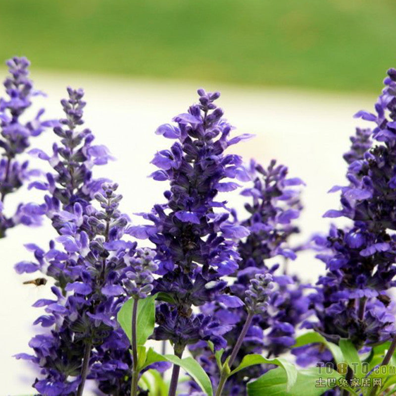 Blue Sage Seeds
