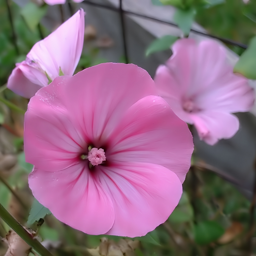 Rose Mallow Seeds - Light Rose