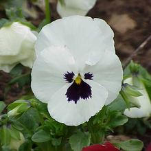 Pansy Seeds - White With Brown Spots