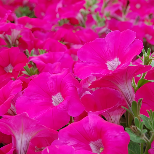 Rose Red Petunia Seeds