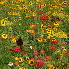 Shade Tolerant Wildflower Mix